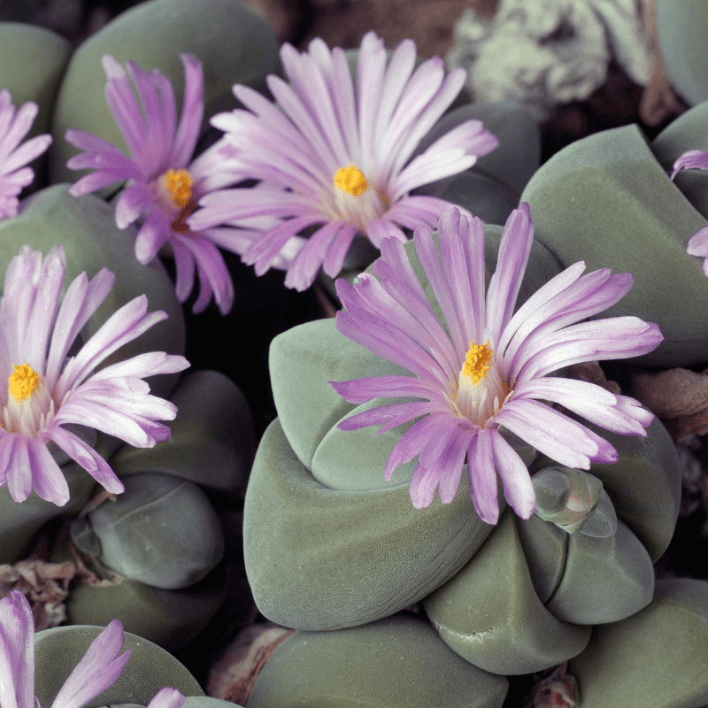 Gibbaeum Seed Mix