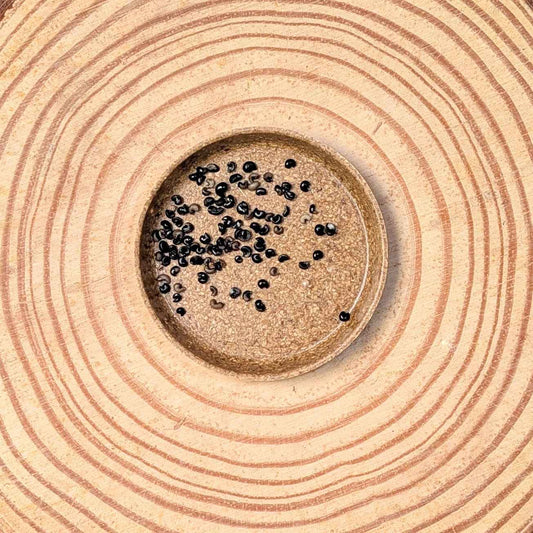 Dracaena Indivisa 'Spike' Seeds