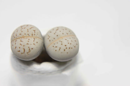 Dinteranthus Seed Mix